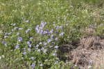 Prairie phacelia